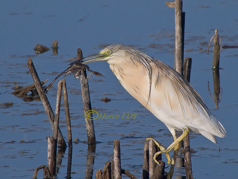 La palude in equilibrio...